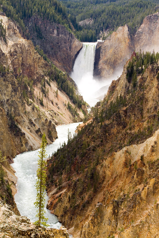 The lower falls of the Yellowstone River is one of the grand sights of Yellowstone.  Some 300 feet in height, these falls tumbles...