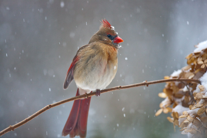 A female cardinal rests on an old hydrangea branch.&nbsp;