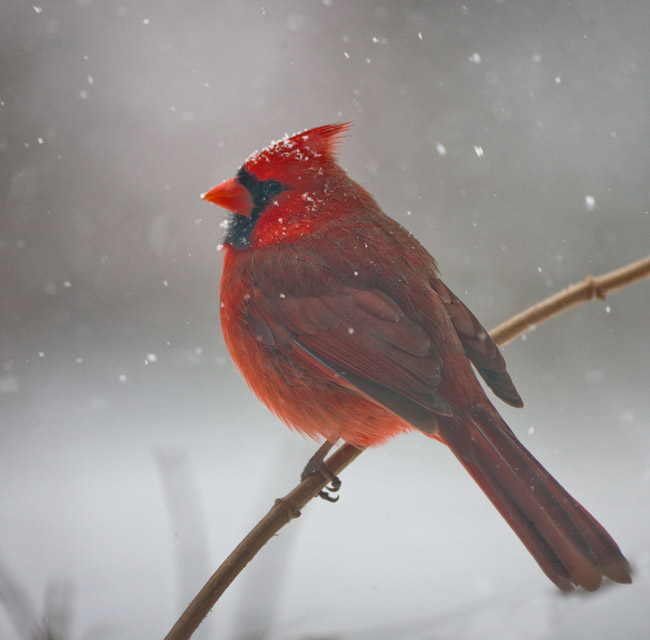 The cardinal is Virginias state bird. &nbsp;But staying warm and finding food was all that was on this cardinals mind this snowy...