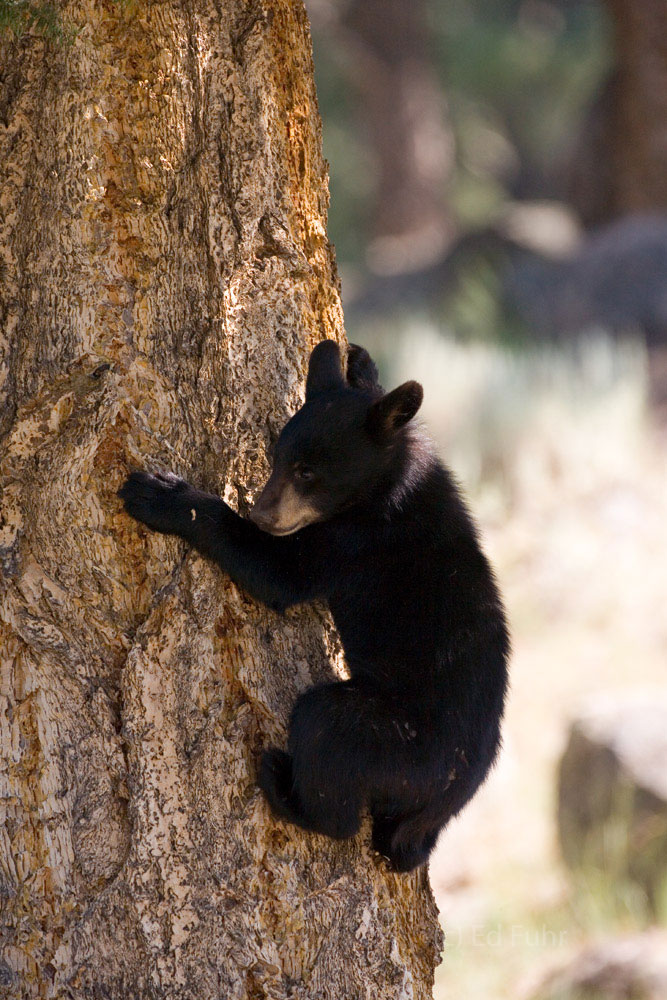 A black bear cub scampers up one of Yellowstone's pines.