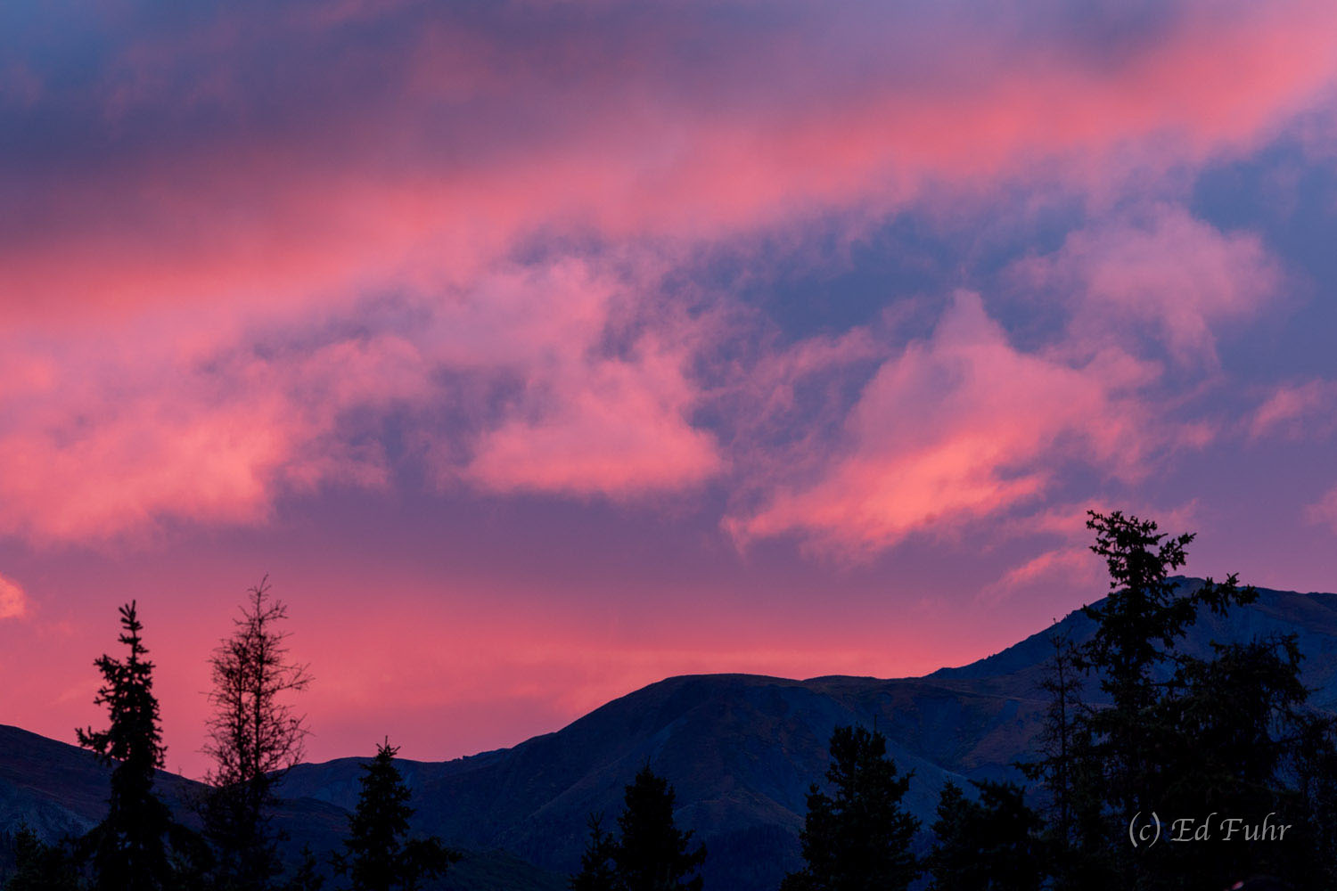 The sky turns all shades of pink and magenta as sunset falls over Denali National Park.