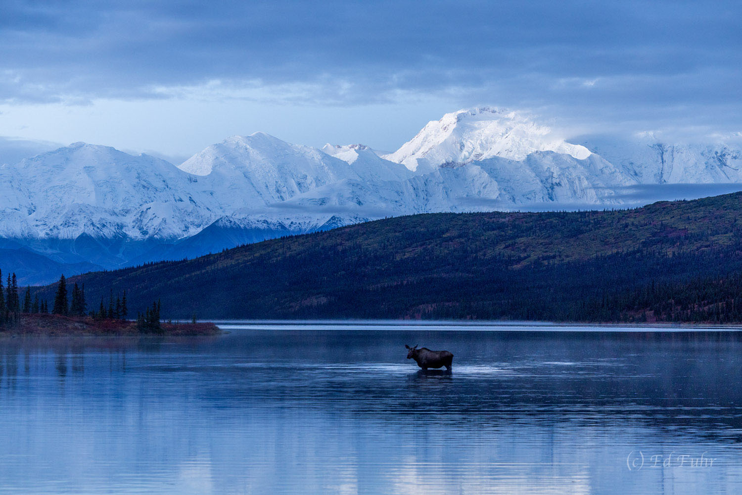 A cow moose feeds in the still waters of Wonder Lake just before sunrise, below Denali's towering peaks.