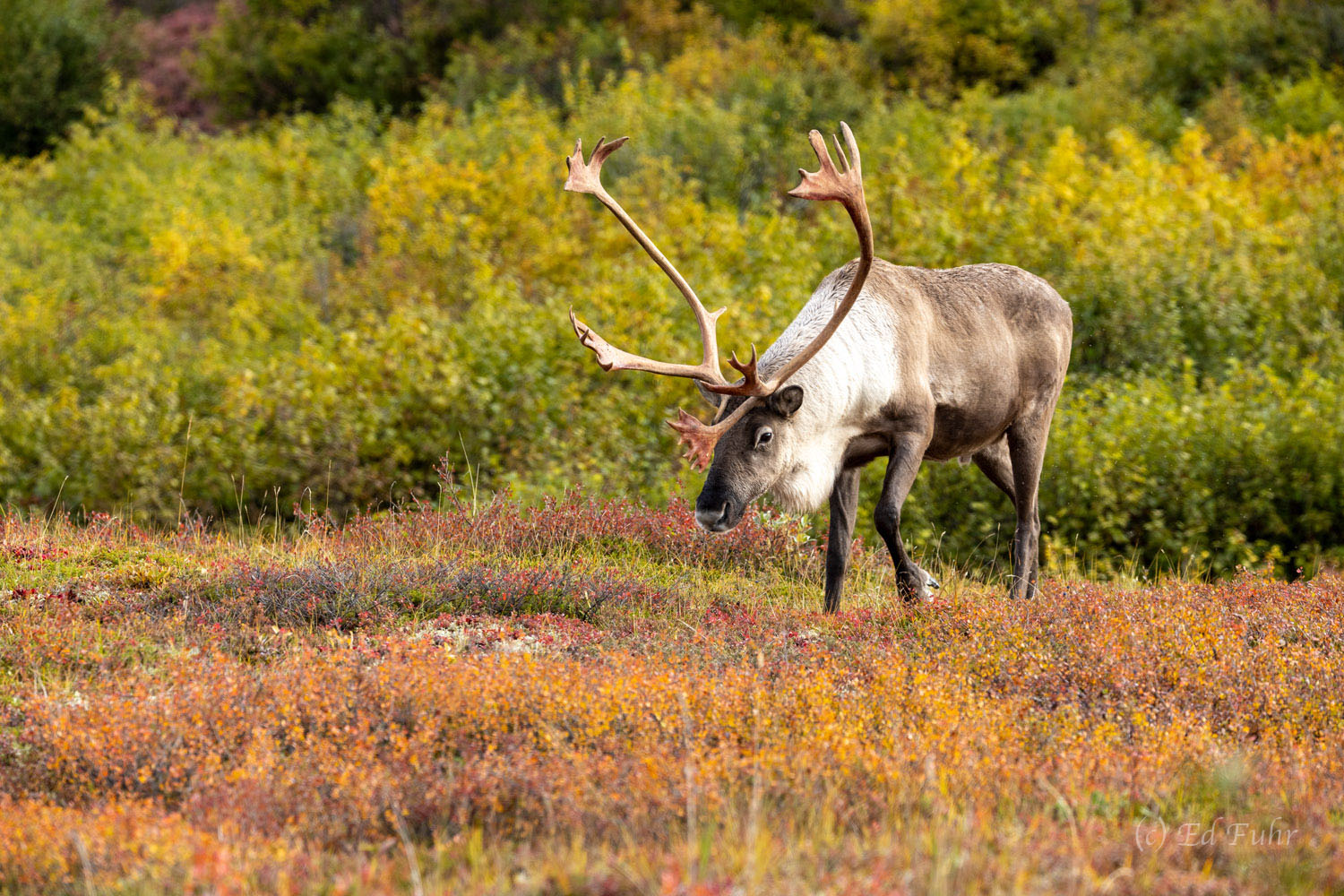 Denali Carribou
