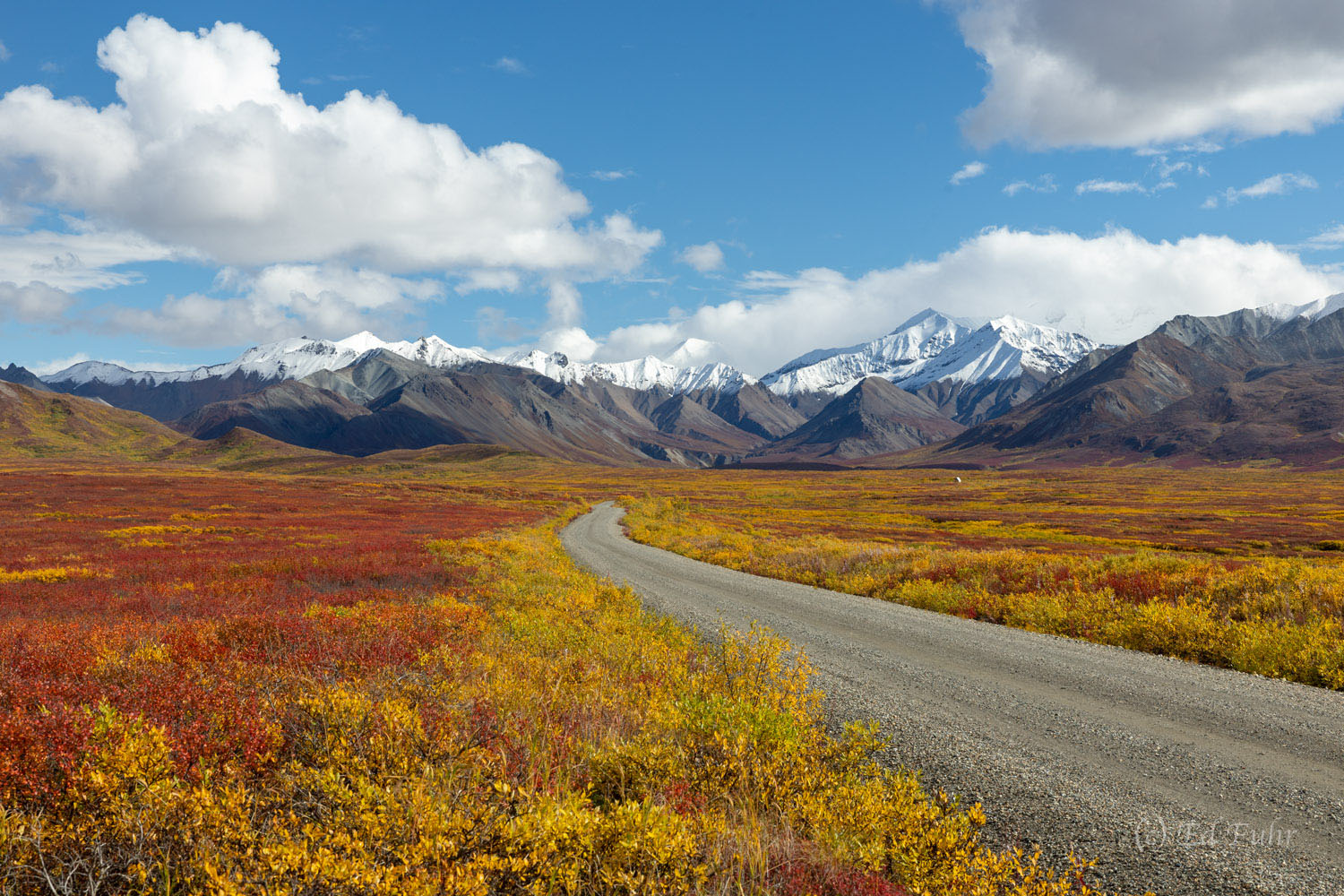 Denali Park Road passes though miles of berry bushes and grasses before beginning its ascent to the more rugged ridges and gorges...