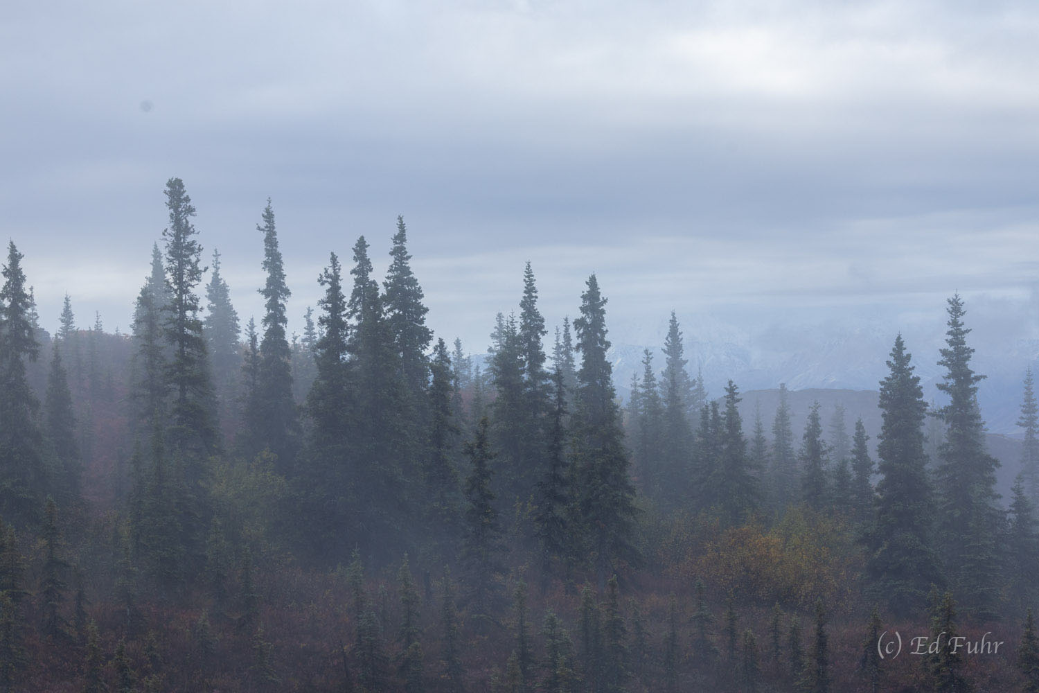 Sentinels on the Ridge