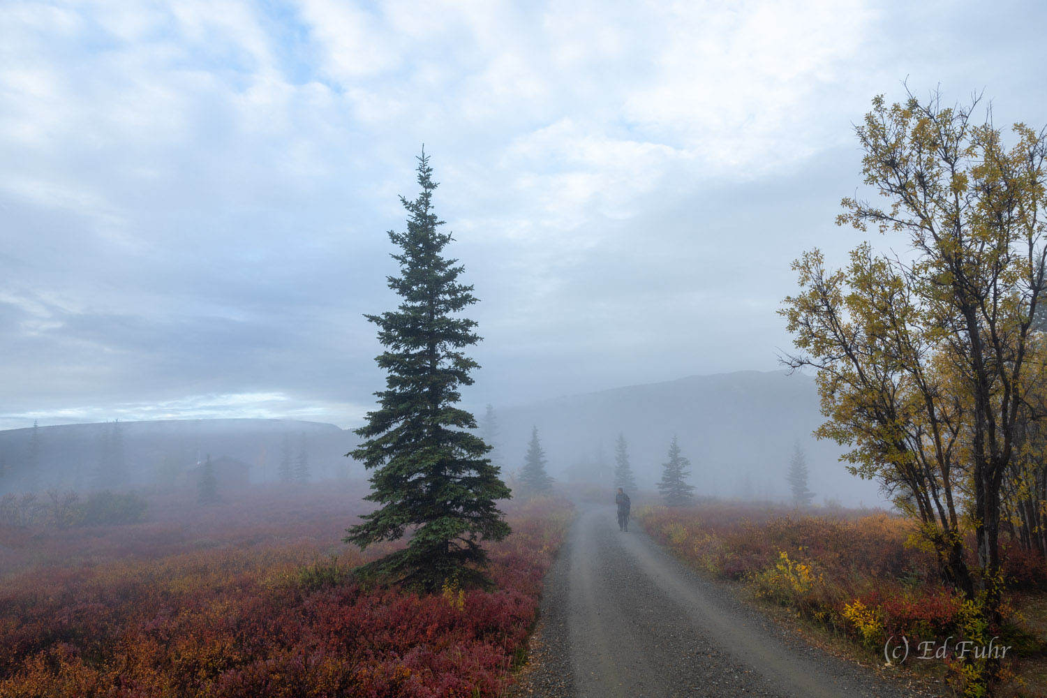 With the roadway closed to vehicles, and heavy fog in the air, a walk along the Denali Park Road is a study in silence and serenity...