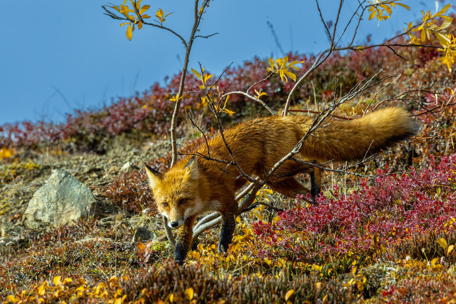 A red fox slides between the branches as it stalks an unsupecting ptarmigan.