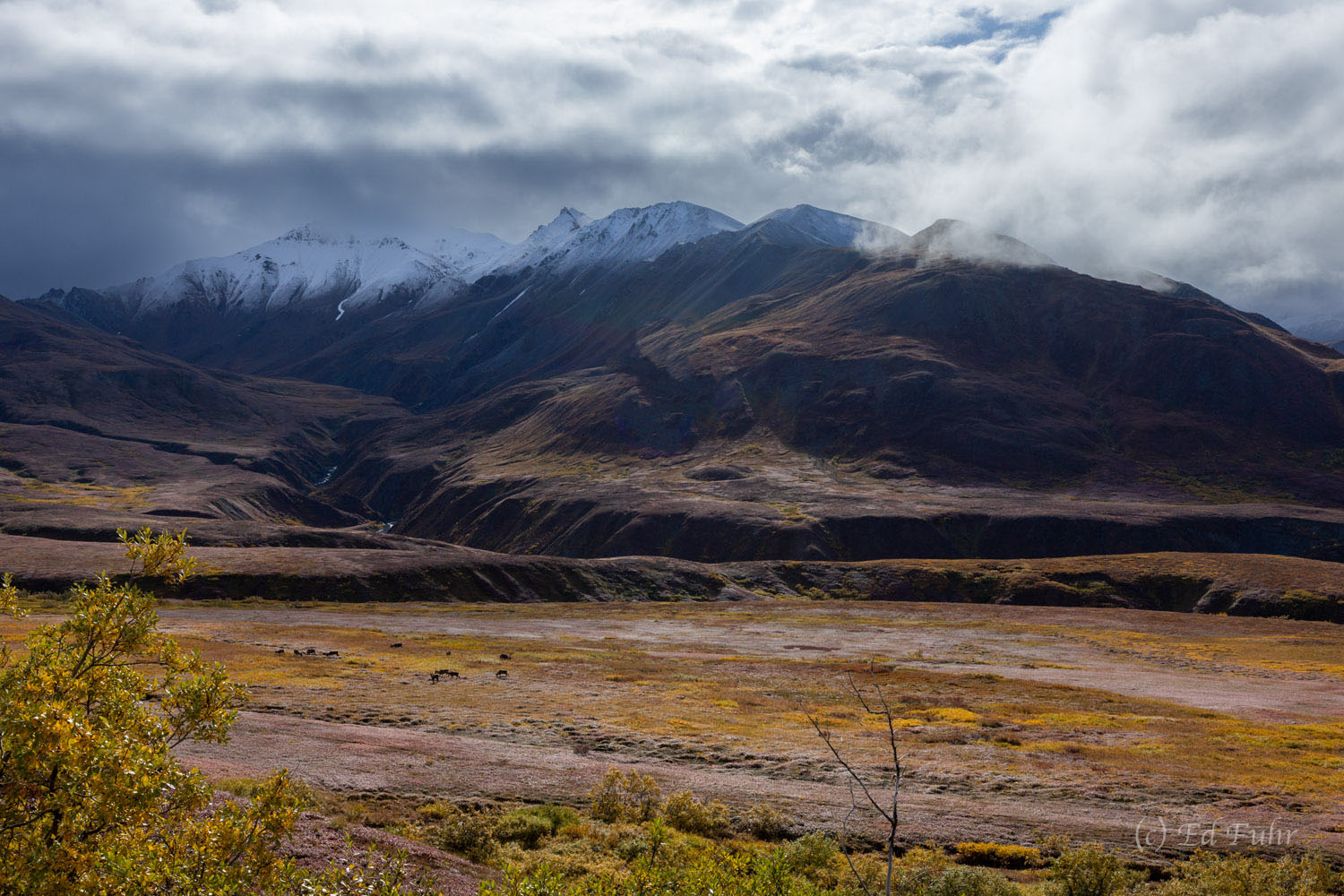A herd of caribou graze in this valley below the Alaskan Range.