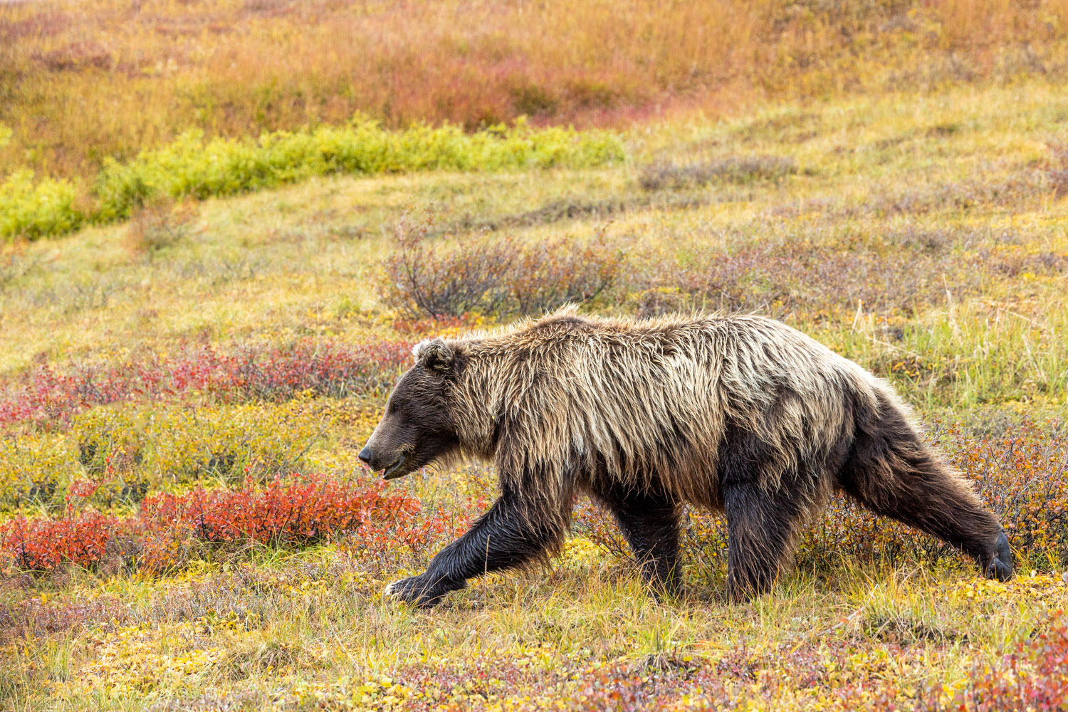 Consuming more than 20,000 calories a day in the fall, Denali's grizzly bears are a powerful presence on the open tundra.