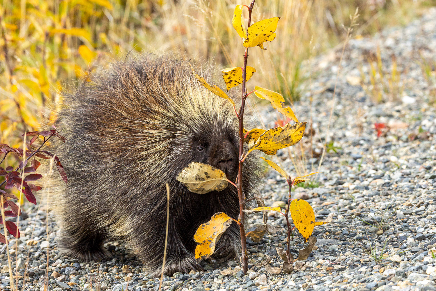 A large, healthy porcupine stocks up on autumn food as winter draws near.