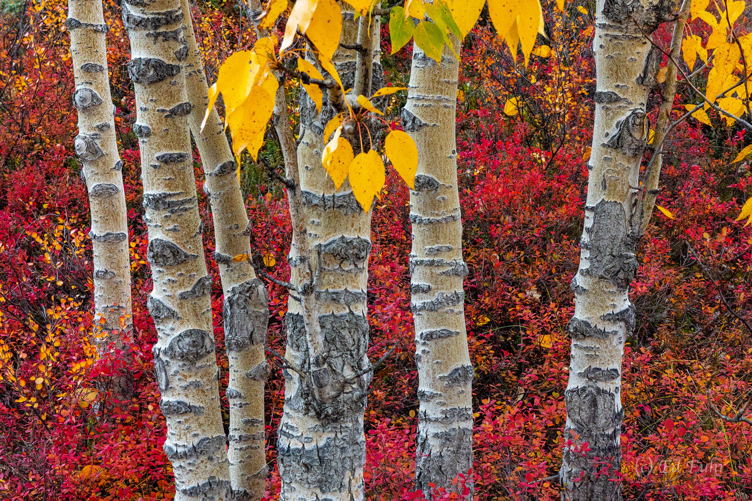 alaska, 2022, autumn, Denali