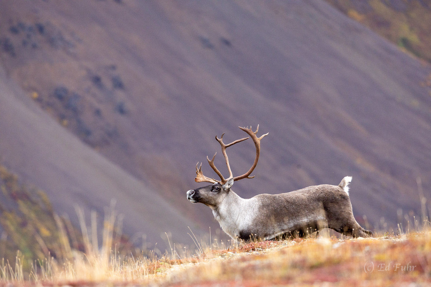 A lone caribou keeps watch atop Stony Overlook.