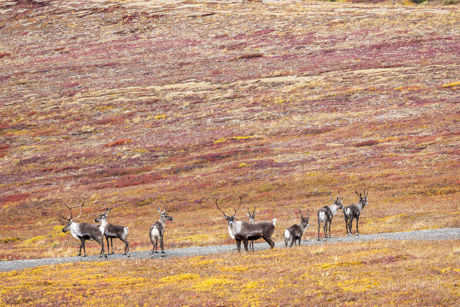 A herd of caribou is on constant alert.