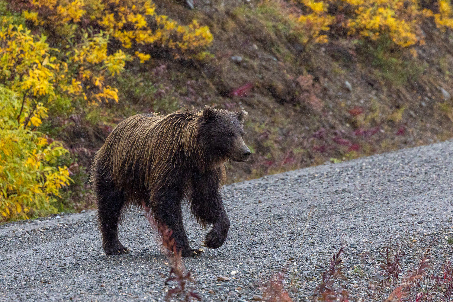 A grizzly bear enjoys the easy passage that the road - closed for more than a year - allows.
