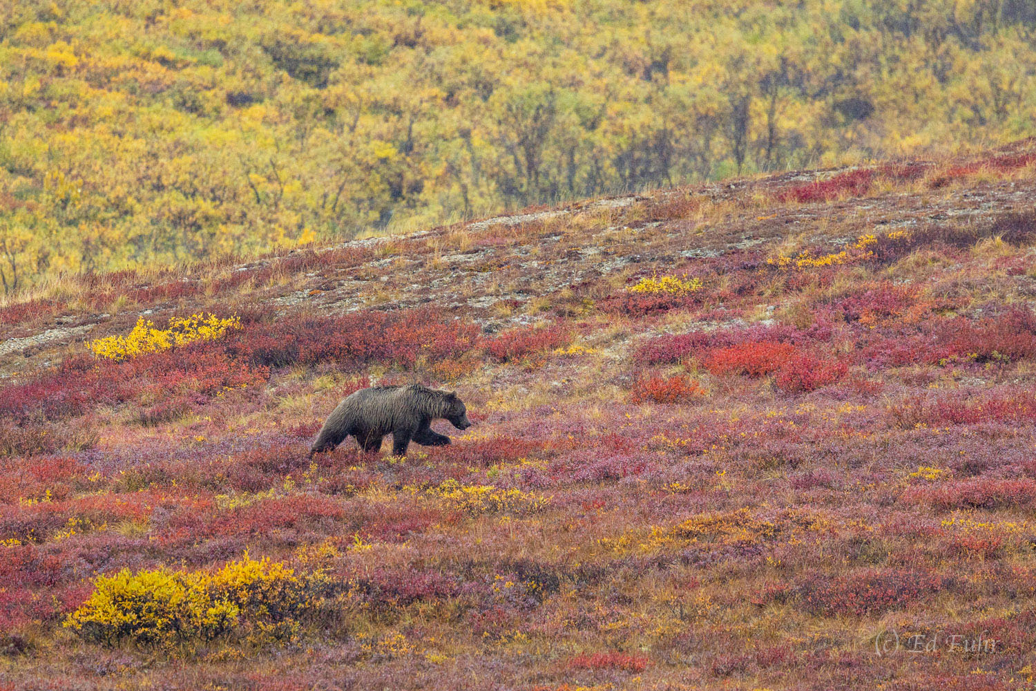A large grizzly bear makes his way across the autumn tundra.