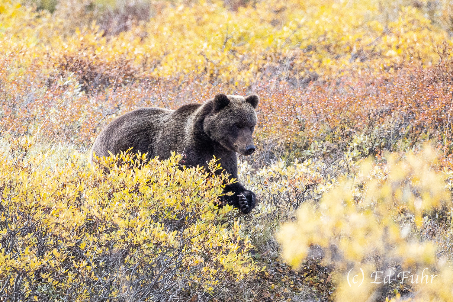 Darker than most Denali grizzlies, this large grizzly pounces on unsuspecting prey.
