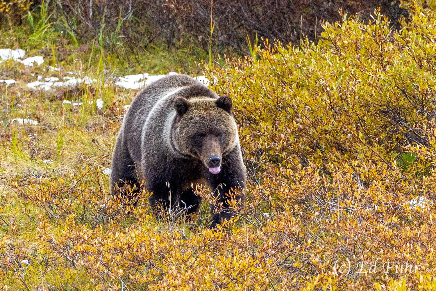 Mealtime In the fall, grizzly bears enter a hyperphagia phase, a time when they eat incessantly as they prepare for the months ahead when...