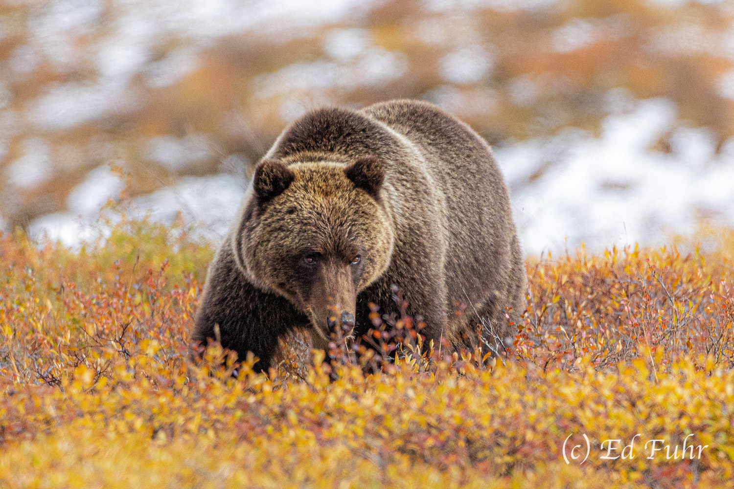 I See You Unlike Mr. Chocolate, this large grizzly was intensely focused on the final blueberries of the season, except for a few brief...