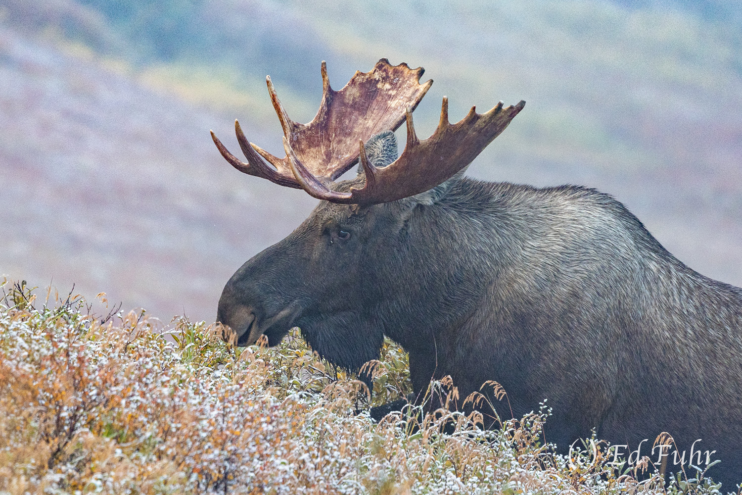 Away A bit further up the road my passage was again delayed - this time by a large but not massive bull moose that was hastily climbing...