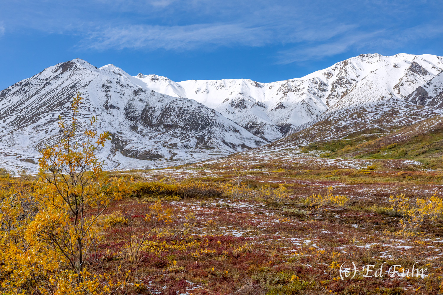 The highest elevation on the Denali Park Road, Highway Pass offers sweeping vistas and is home to one of the Park's most dense...