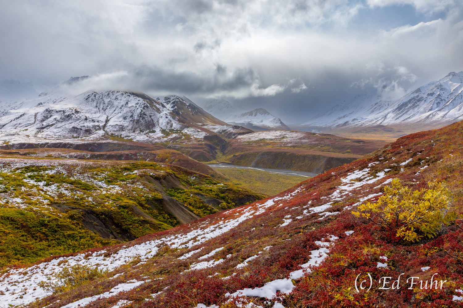 The first snow of the season has arrived in Denali National Park even as Fall's tundra blazes in its robe of vibrant reds and...