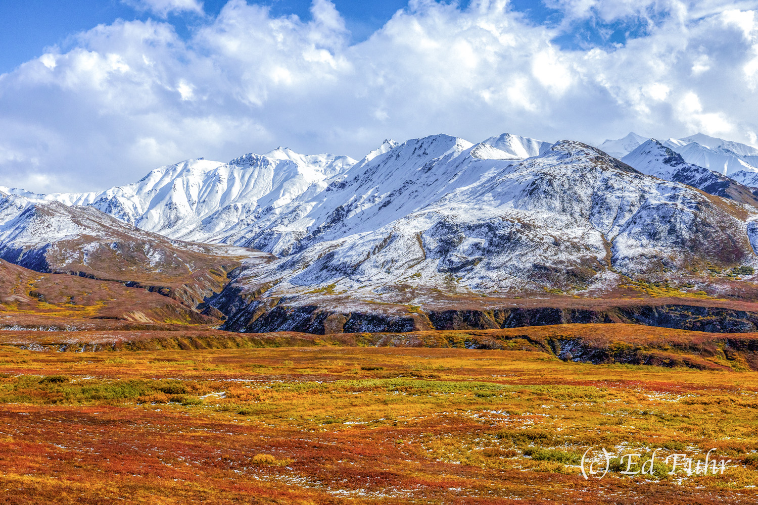 For a few days in early September the Denali tundra blazes red, orange and yellow, even as the first snows of fall are but a...