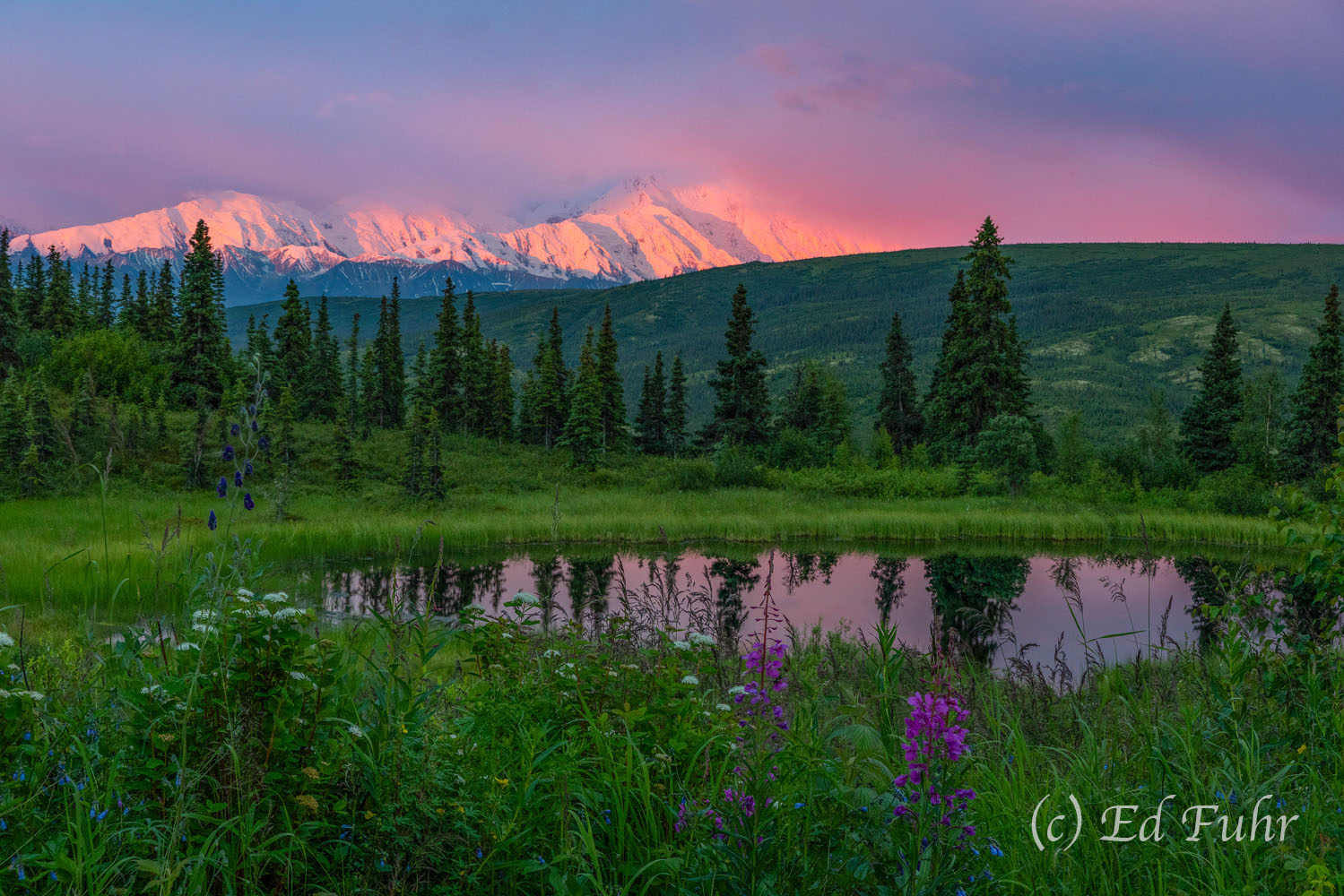 An Early Morning with a Friend In midsummer, dawn comes early in Denali -- around 4 a.m. That can make it hard to sleep at times when dark does not arrive...