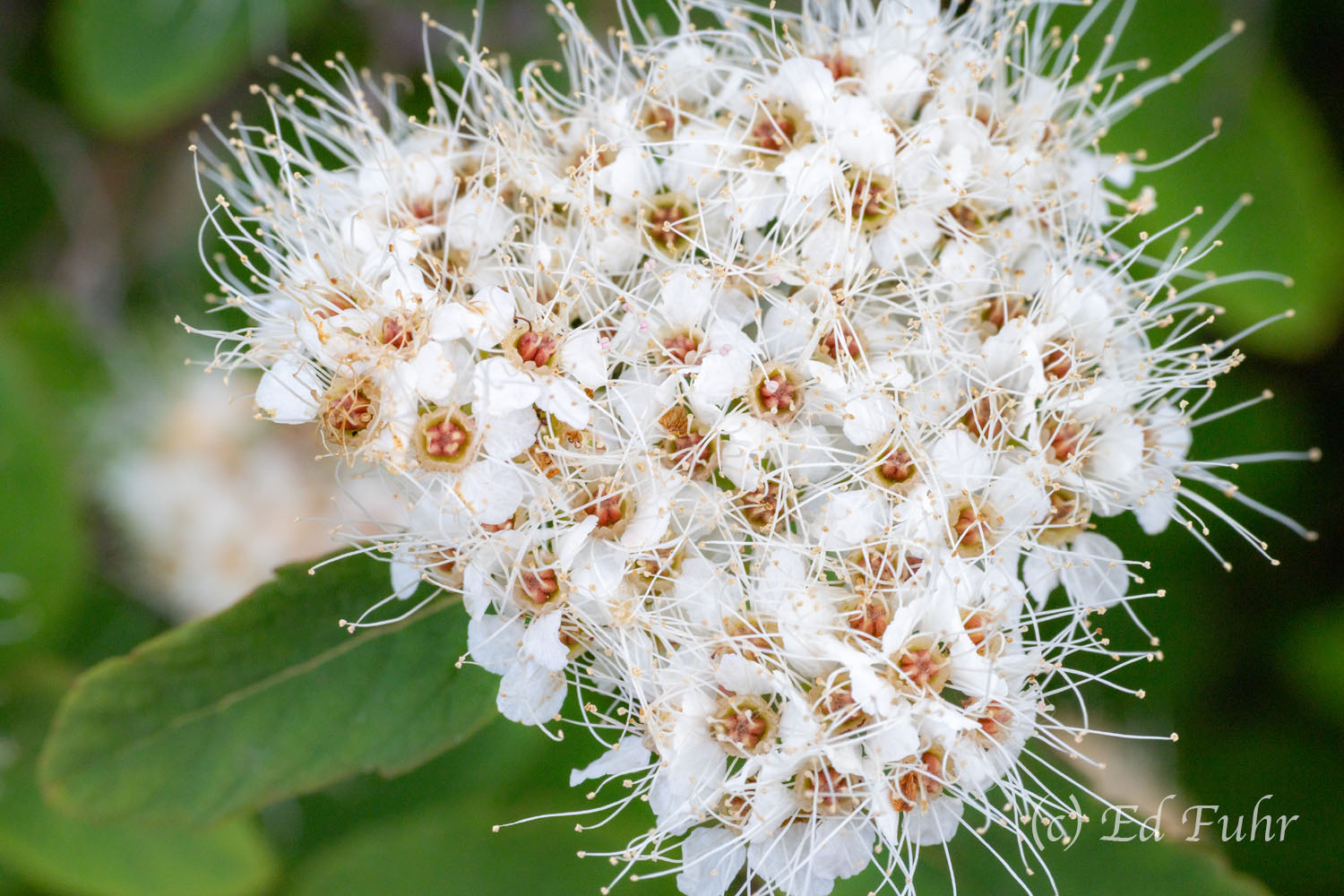 Beauverd's Meadowsweet Spiraea This member of the spiraea family is is a beautiful low growing shrub that is often found in Denali's open tundra, subalpine...