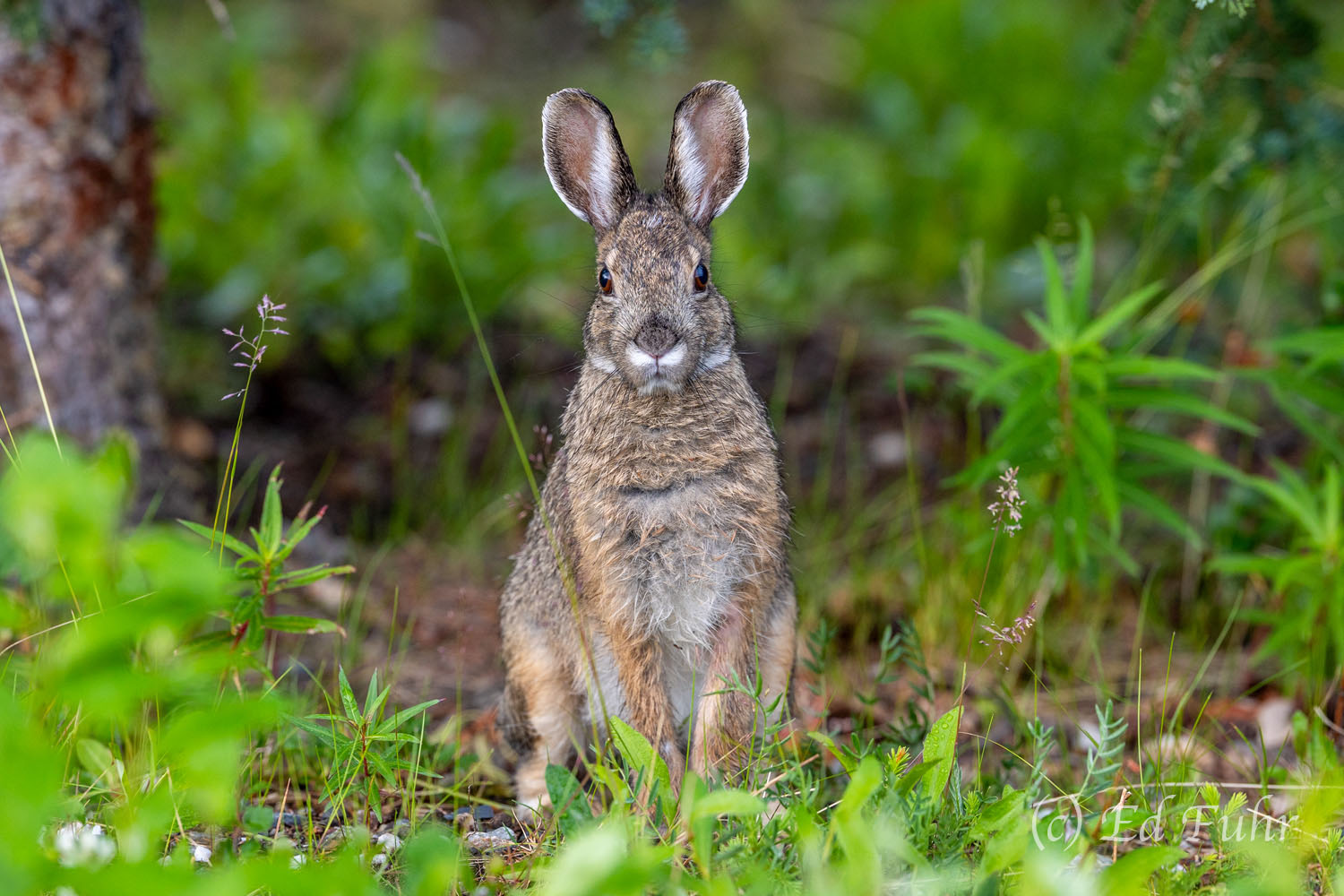 On the Rise The rapid rise and fall of the Snowshoe Hare population in Denali is a fascinating study of nature's constant evolution. This...