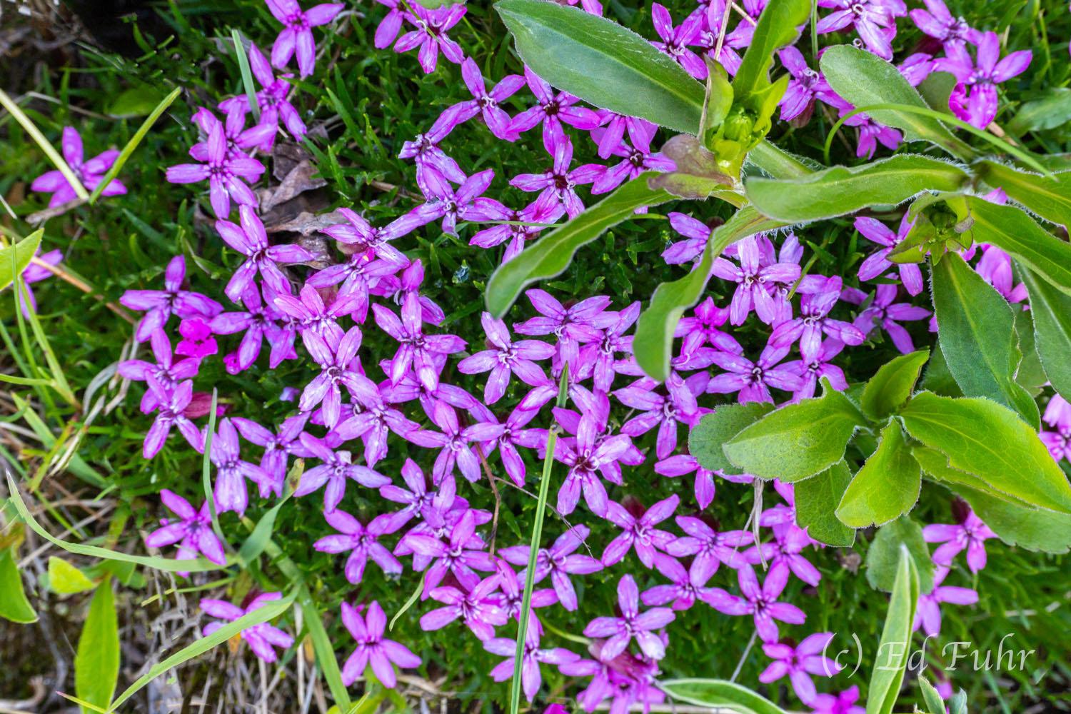 Moss Campion One of the most iconic and beloved alpine flowers of Denali, moss campion sports a dense moss-like cushion with hundreds of small...