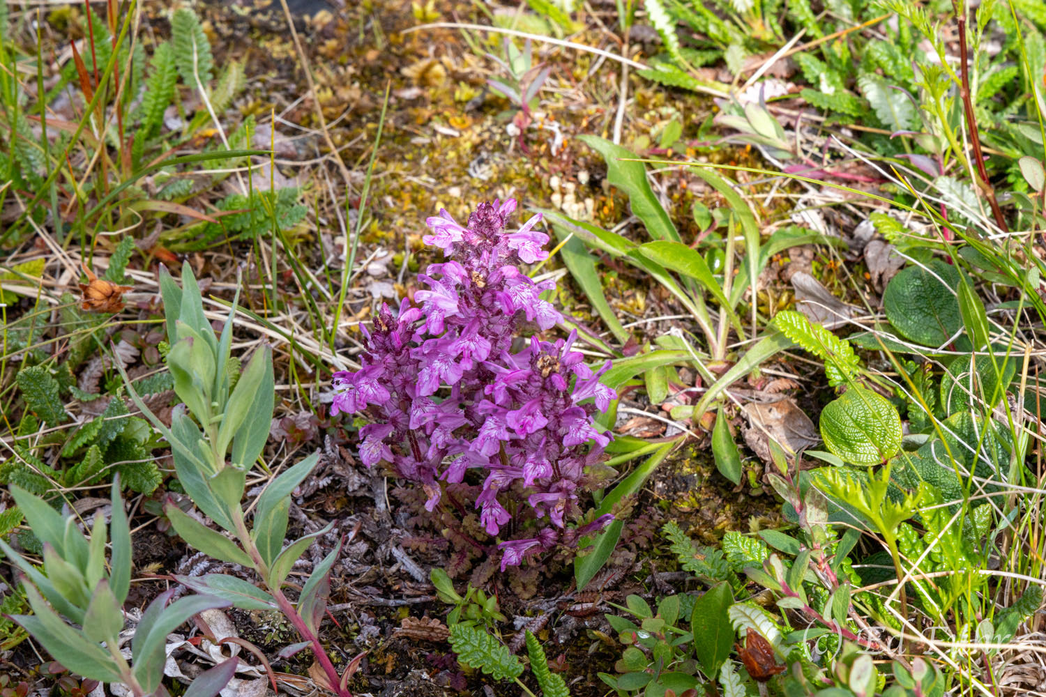 Lousewort Common in the tundra and alpine regions, Pedicularis acapitata features dense compact flower spikes in rich magenta-purple, with...