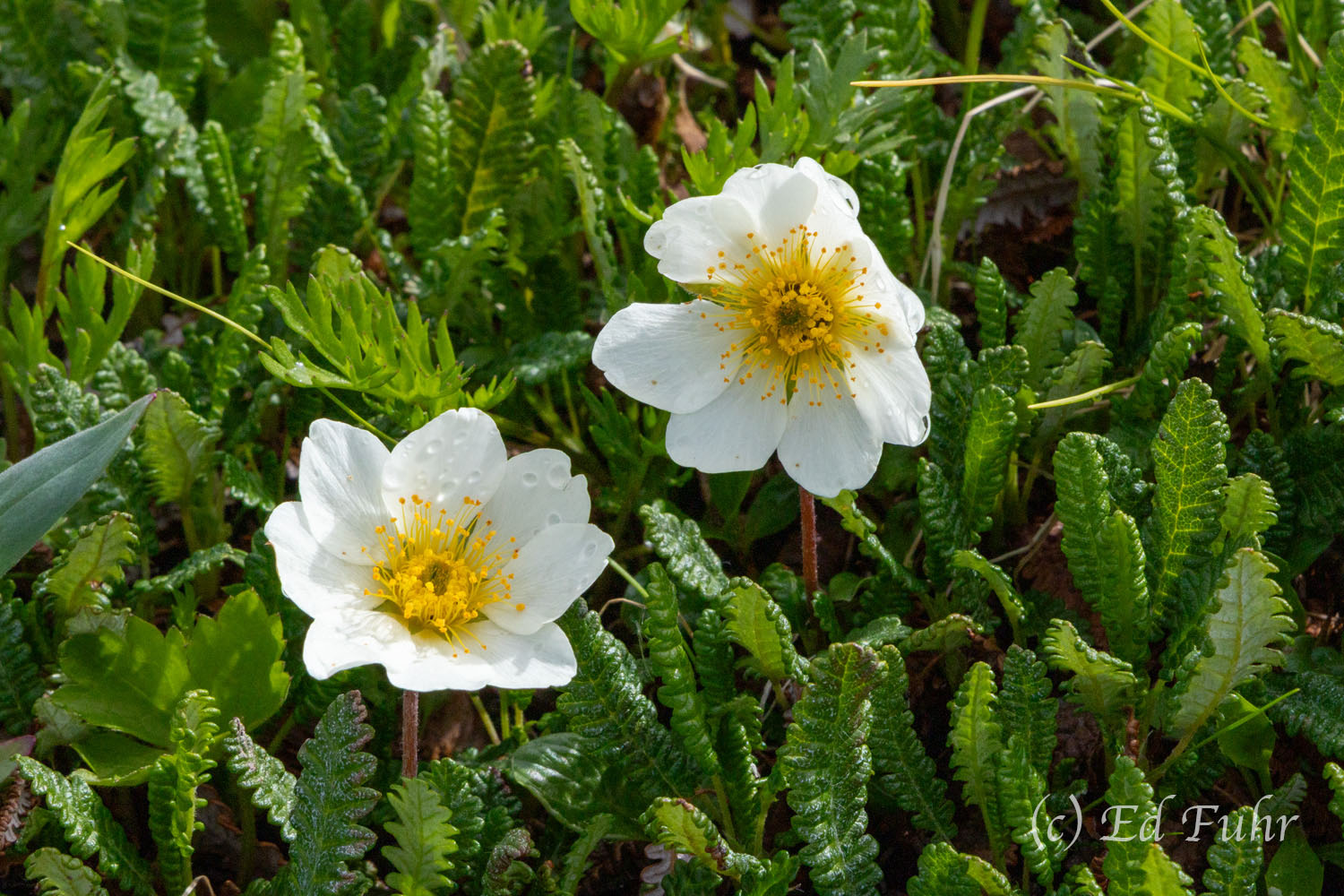 Avens Arctic avens, easily recognizable even when not in bloom by its unique dark green wrinkled foliage, is one of the most important...