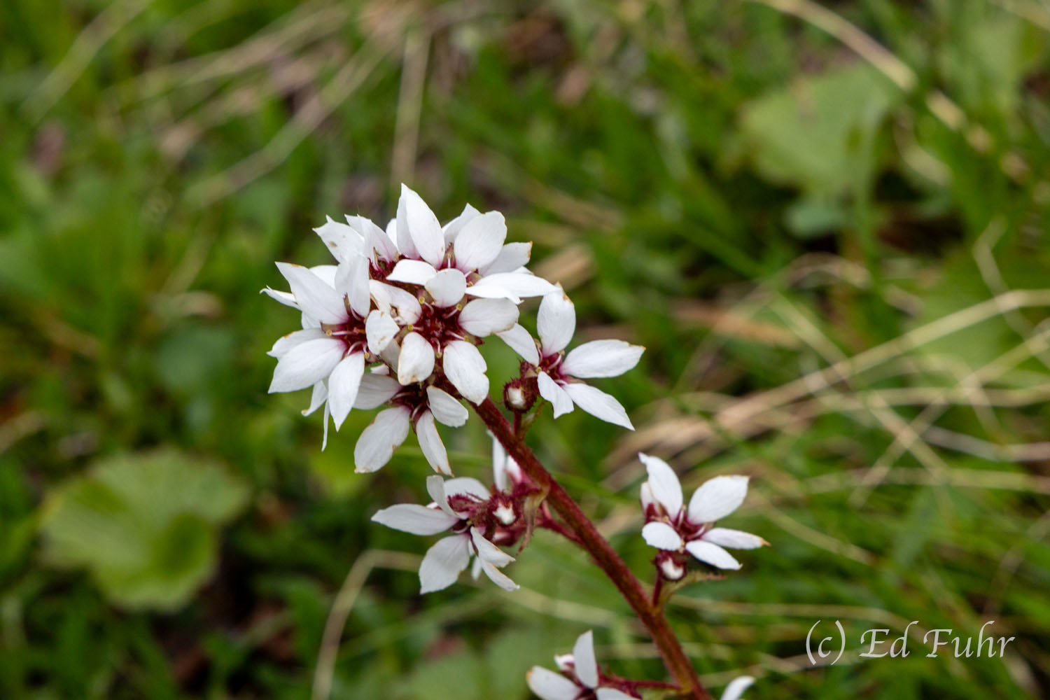 Alpine Wintergreen Commonly found in Denali's open spruce forests, subalpine meadows and woodland edges and featuring flowers borne in clusters...