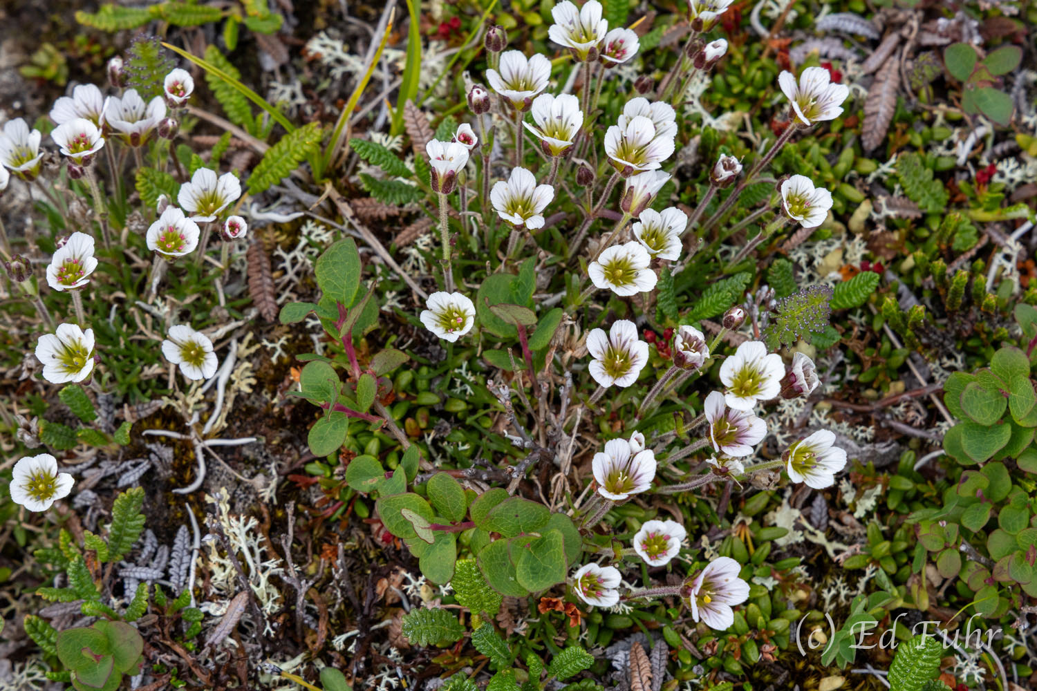 Tufted Saxifrage Featuring five white petals, a yellow-green throat and purple-gray veins, Tufted Saxifrage is one of the toughest flowering plants...