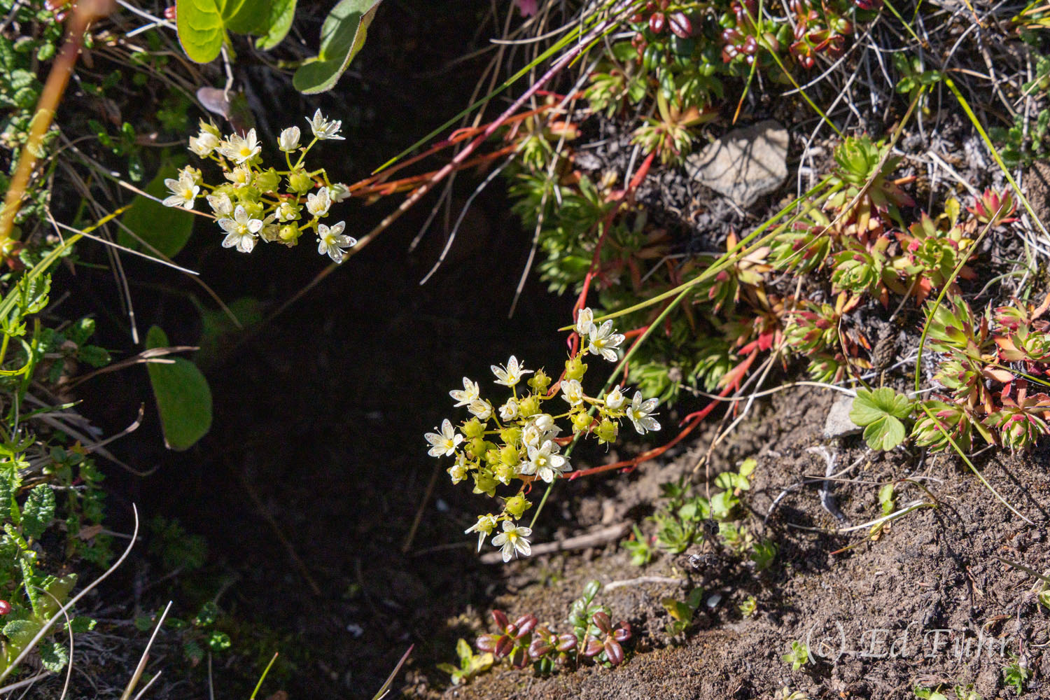 Spotted Saxifrage Spotted saxifrage (Saxifraga bronchialis, also called yellow-dot saxifrage) is a low-growing, mat-forming perennial wildflower...