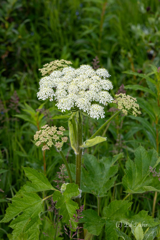Cow Parsnip - Cathedral of Summer Large, flat topped compound umbrella with thick, ridged hairy stems and its classic numerous tiny white flowers define the beautiful...