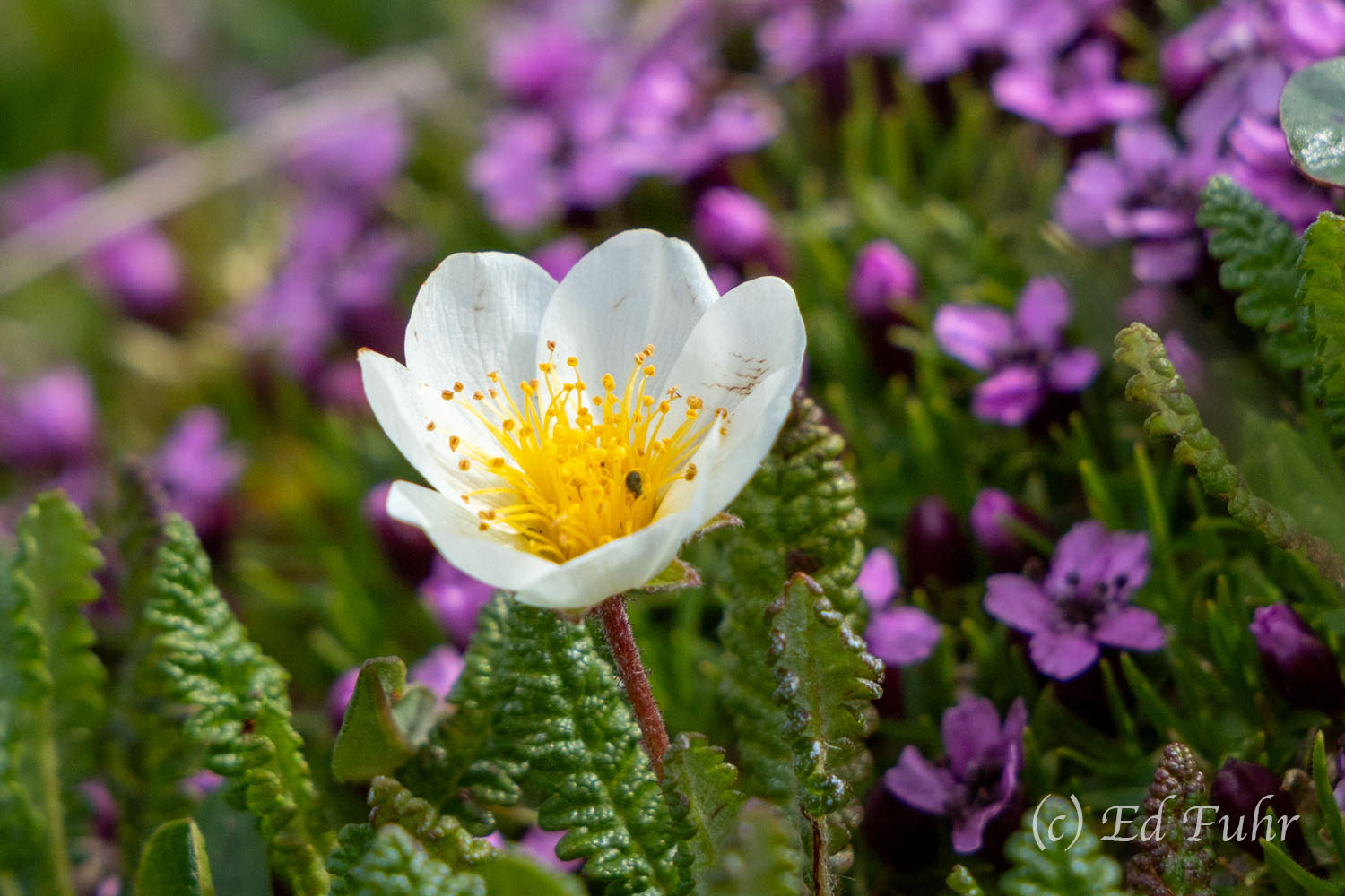 Arctic Aven Amid a Sea of Campion Arctic avens is one of the defining plants of Alaska's alpine tundra, thriving on rocky slopes and windswept ridges where the...