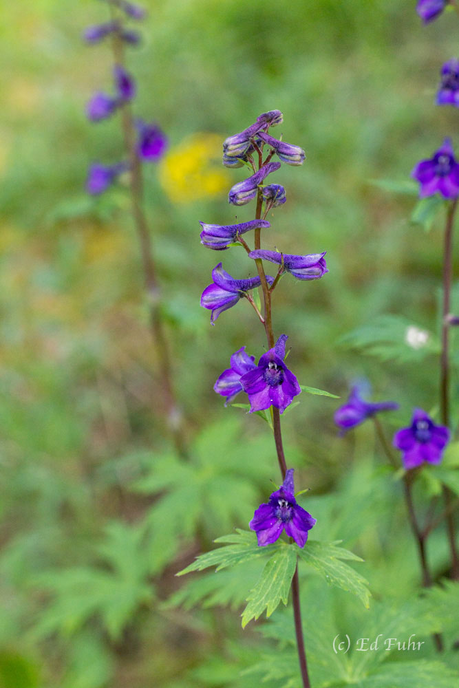 Tall Larkspur One of the showiest wildflowers in Denali, tall larkspur can be found in open meadows, forest edges and many mountain slopes....