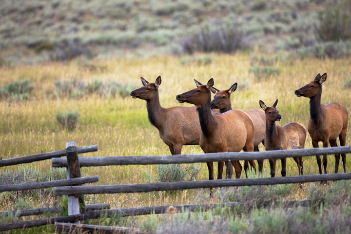 A nervous herd of elk pauses before clearing this old split rail fence as fall begins to arrive.&nbsp;