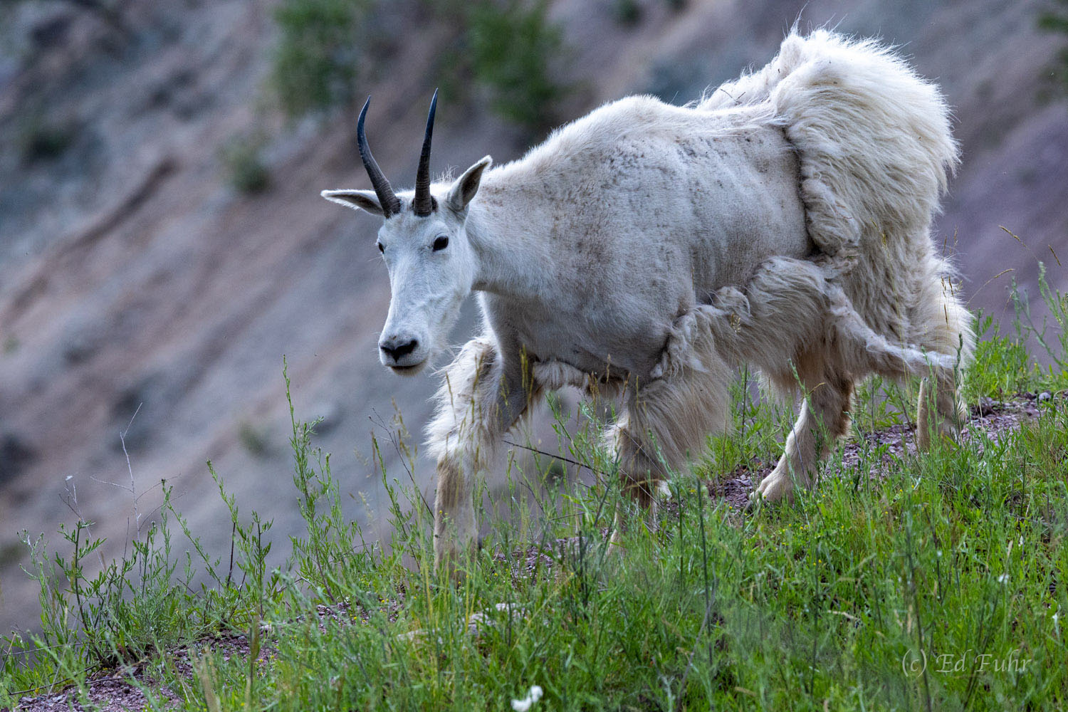 As the season turns from spring to summer, the mountain goats of Glacier National Park lose their winter coats.