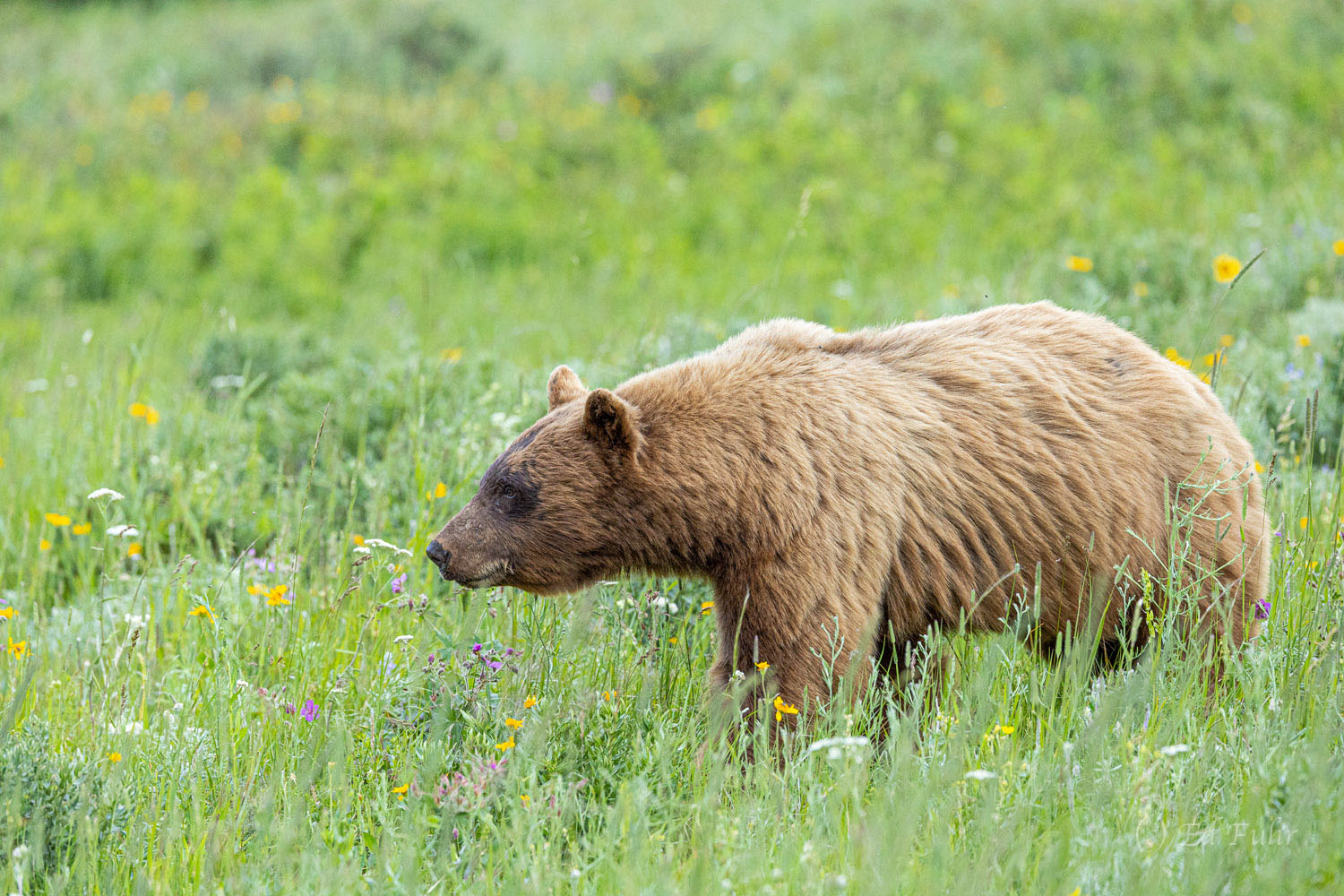 A young grizzly digs tubers and roots in the open meadows of Two Dog Flats near St. Mary's Lake.