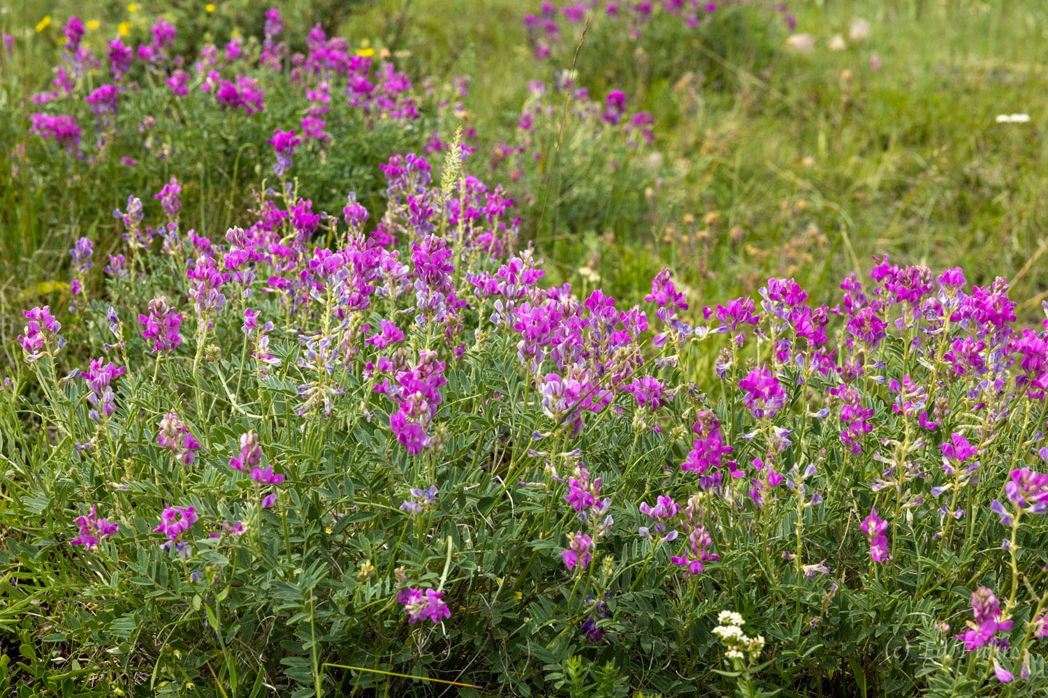 After the snows recede in early July, countless alpine wildflowers quickly emerge in the short growing season that characterize...