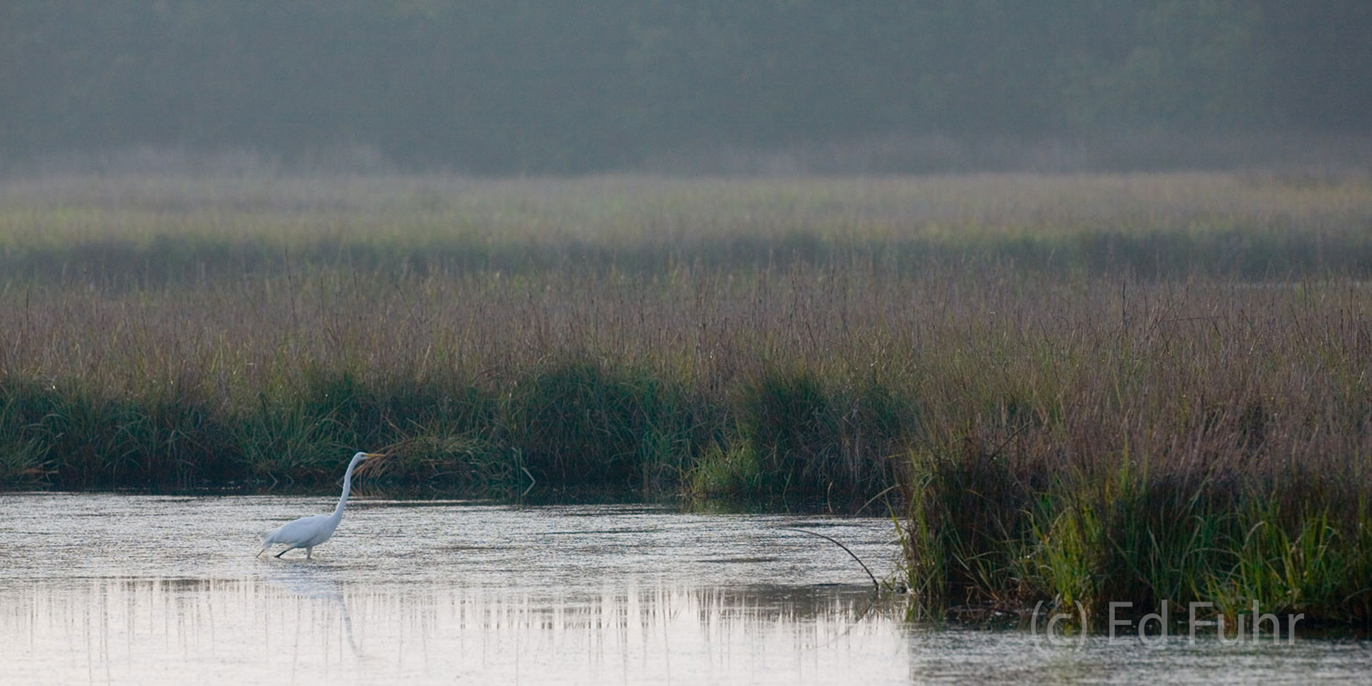 A great white egret accents the lowcountry marshland. 