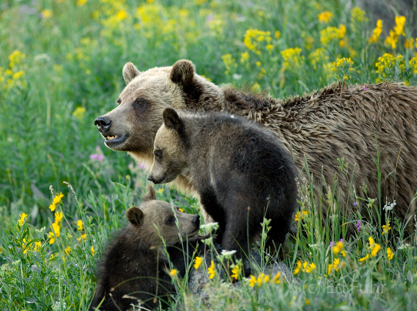 A grizzly and her two cubs pause after eating wildflowers, ground squirrels and ants to take in the view near Mount Washburn...