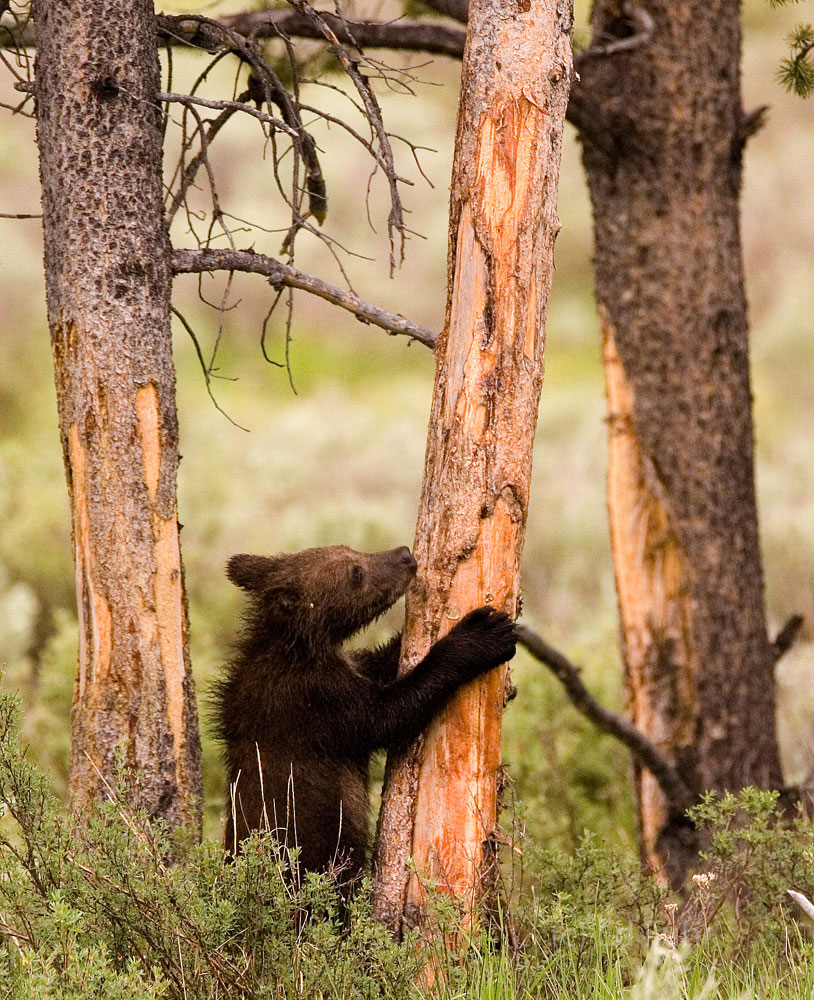 A young grizzly cub rips open the decaying base of this dead pine.