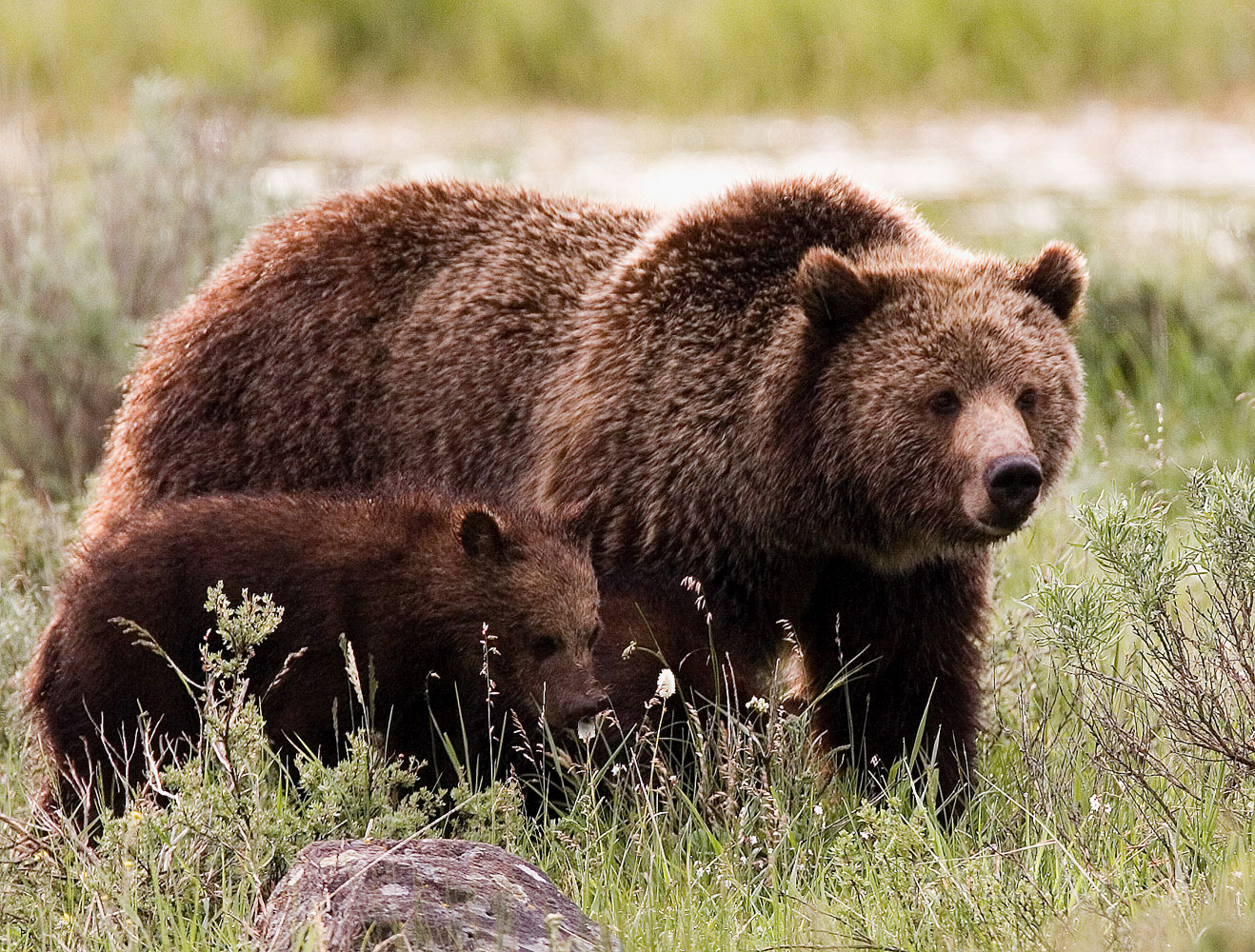 This young grizzly cub was happy to walk along side mom as she continues their tireless search for food.