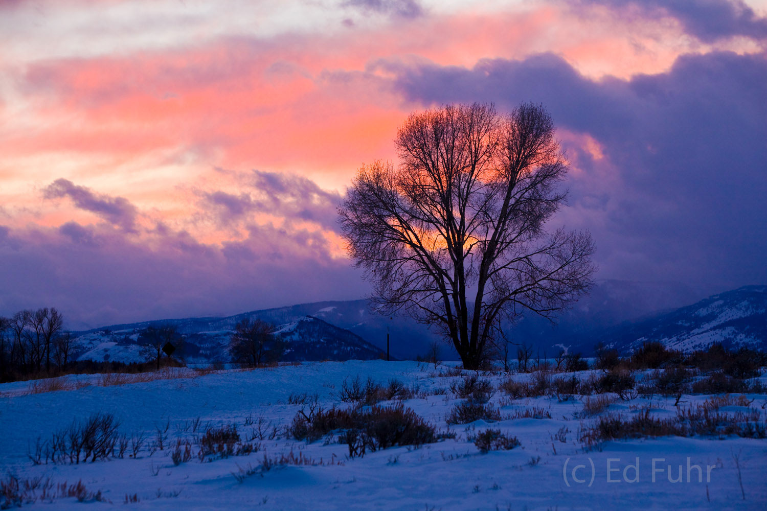 A solitary tree stands against a colorful winter sunset.