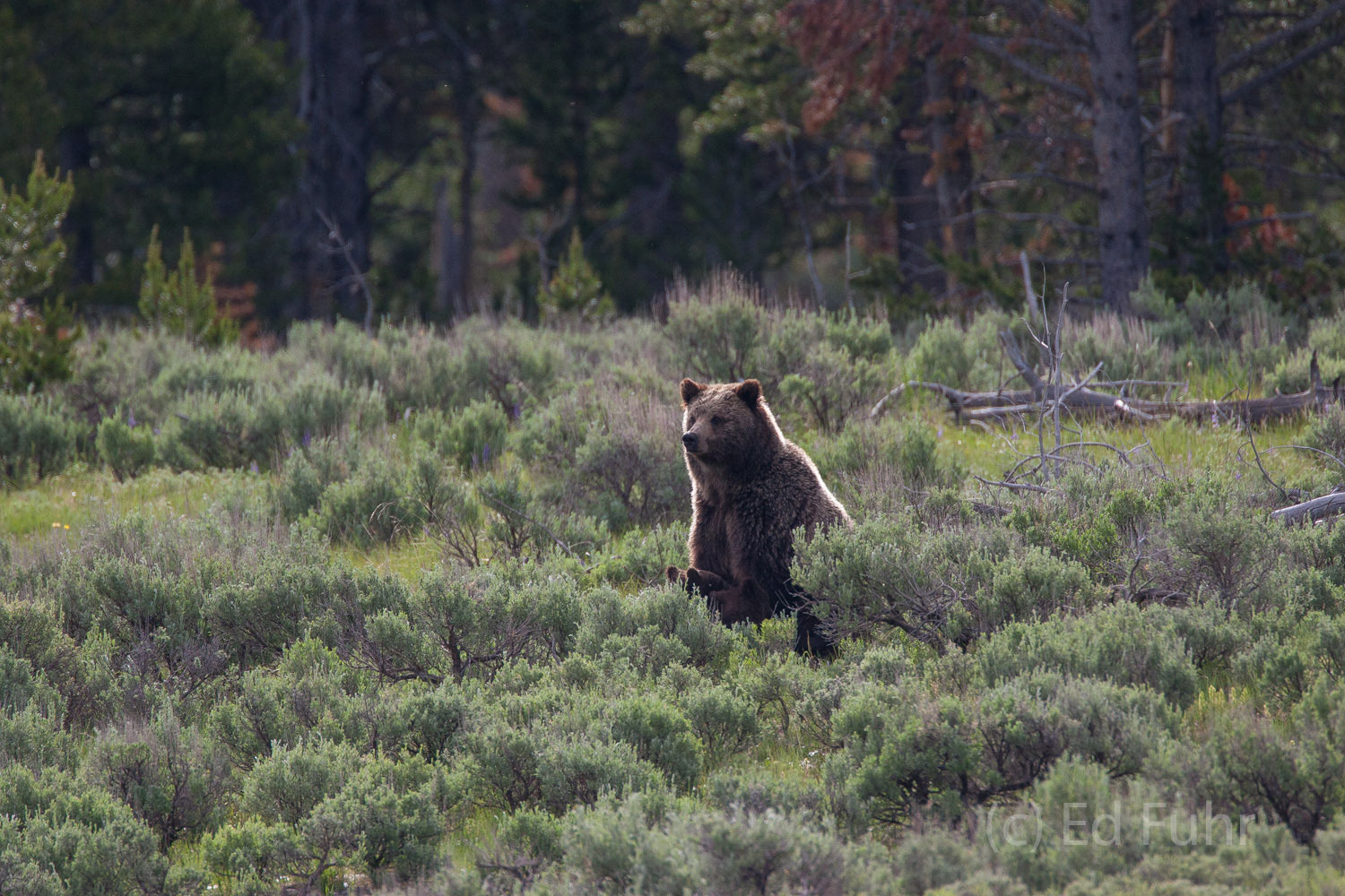 A large grizzly sow nurses her cubs while keeping an eye out for danger.