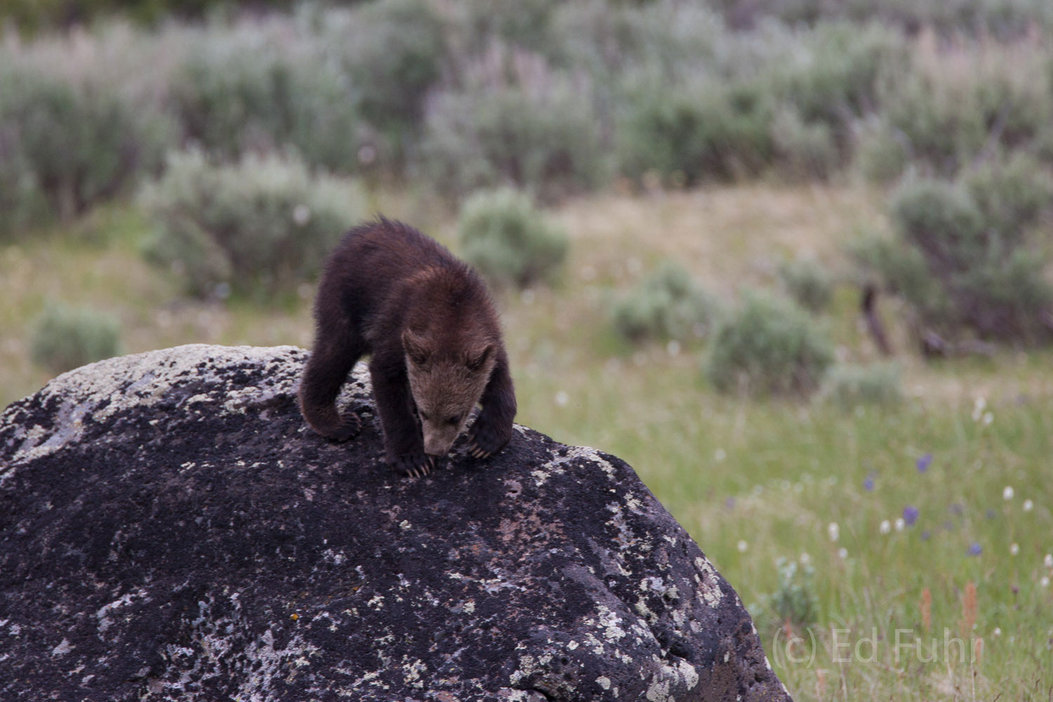 Bear cubs and oftentimes their moms love climbing boulders to get an improve view of their surroundings, and also better to smell...