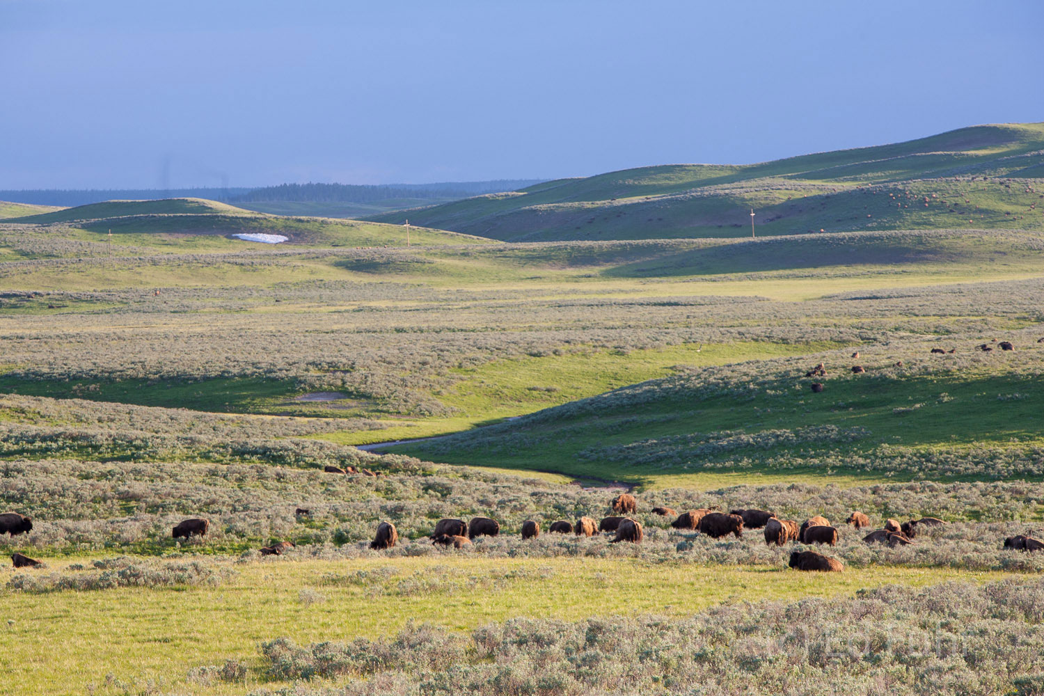 The Lamar Valley has been called America's Serengetti because of the great numbers and kinds of wildlife that call it home....